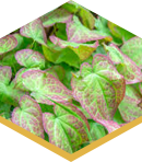 fenugreek